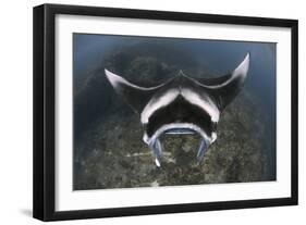 A Reef Manta Ray Swimming Above a Reef Top, Indonesia-Stocktrek Images-Framed Photographic Print