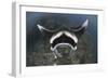 A Reef Manta Ray Swimming Above a Reef Top, Indonesia-Stocktrek Images-Framed Photographic Print