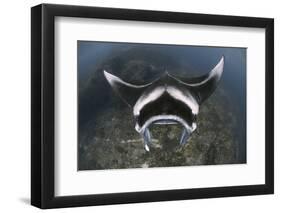 A Reef Manta Ray Swimming Above a Reef Top, Indonesia-Stocktrek Images-Framed Photographic Print