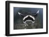 A Reef Manta Ray Swimming Above a Reef Top, Indonesia-Stocktrek Images-Framed Photographic Print