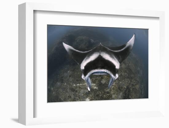 A Reef Manta Ray Swimming Above a Reef Top, Indonesia-Stocktrek Images-Framed Photographic Print