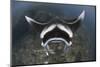 A Reef Manta Ray Swimming Above a Reef Top, Indonesia-Stocktrek Images-Mounted Photographic Print