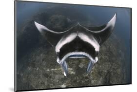 A Reef Manta Ray Swimming Above a Reef Top, Indonesia-Stocktrek Images-Mounted Photographic Print