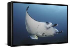 A Reef Manta Ray Swimming in Komodo National Park, Indonesia-Stocktrek Images-Framed Stretched Canvas