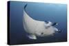 A Reef Manta Ray Swimming in Komodo National Park, Indonesia-Stocktrek Images-Stretched Canvas