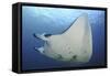 A Reef Manta Ray Swimming in Komodo National Park, Indonesia-Stocktrek Images-Framed Stretched Canvas