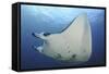 A Reef Manta Ray Swimming in Komodo National Park, Indonesia-Stocktrek Images-Framed Stretched Canvas