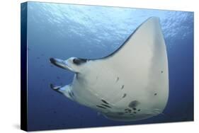 A Reef Manta Ray Swimming in Komodo National Park, Indonesia-Stocktrek Images-Stretched Canvas