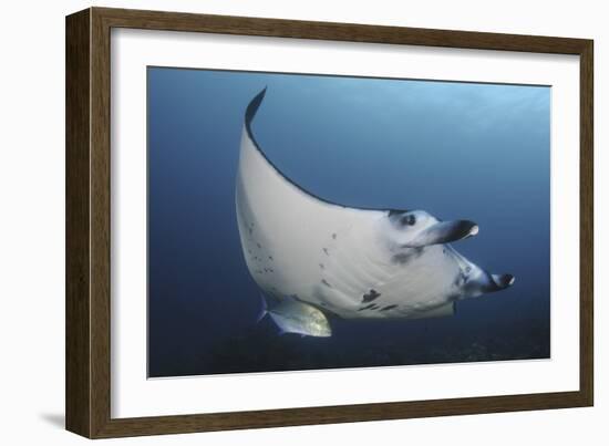 A Reef Manta Ray Swimming in Komodo National Park, Indonesia-Stocktrek Images-Framed Photographic Print