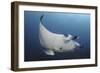 A Reef Manta Ray Swimming in Komodo National Park, Indonesia-Stocktrek Images-Framed Photographic Print