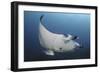A Reef Manta Ray Swimming in Komodo National Park, Indonesia-Stocktrek Images-Framed Photographic Print