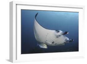 A Reef Manta Ray Swimming in Komodo National Park, Indonesia-Stocktrek Images-Framed Photographic Print