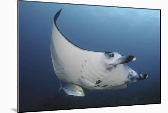 A Reef Manta Ray Swimming in Komodo National Park, Indonesia-Stocktrek Images-Mounted Photographic Print