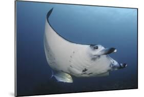 A Reef Manta Ray Swimming in Komodo National Park, Indonesia-Stocktrek Images-Mounted Photographic Print