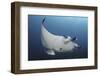 A Reef Manta Ray Swimming in Komodo National Park, Indonesia-Stocktrek Images-Framed Photographic Print