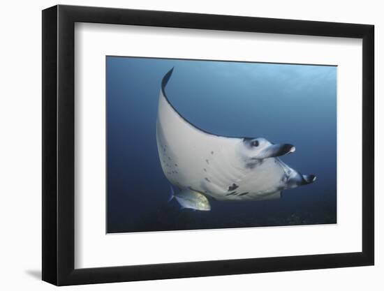 A Reef Manta Ray Swimming in Komodo National Park, Indonesia-Stocktrek Images-Framed Photographic Print