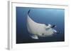 A Reef Manta Ray Swimming in Komodo National Park, Indonesia-Stocktrek Images-Framed Photographic Print