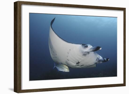 A Reef Manta Ray Swimming in Komodo National Park, Indonesia-Stocktrek Images-Framed Photographic Print