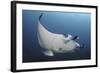 A Reef Manta Ray Swimming in Komodo National Park, Indonesia-Stocktrek Images-Framed Photographic Print