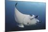 A Reef Manta Ray Swimming in Komodo National Park, Indonesia-Stocktrek Images-Mounted Photographic Print