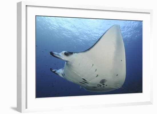 A Reef Manta Ray Swimming in Komodo National Park, Indonesia-Stocktrek Images-Framed Photographic Print