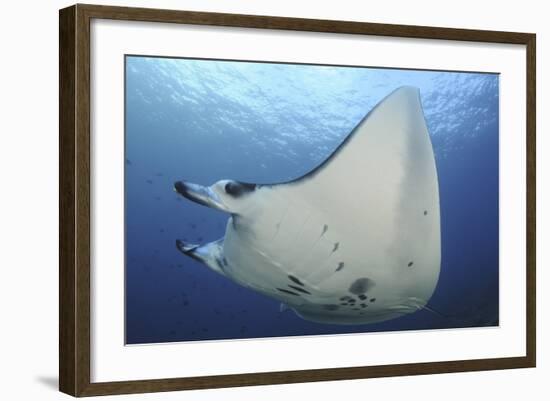 A Reef Manta Ray Swimming in Komodo National Park, Indonesia-Stocktrek Images-Framed Photographic Print