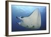 A Reef Manta Ray Swimming in Komodo National Park, Indonesia-Stocktrek Images-Framed Photographic Print