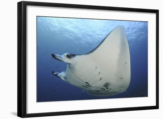 A Reef Manta Ray Swimming in Komodo National Park, Indonesia-Stocktrek Images-Framed Photographic Print