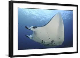 A Reef Manta Ray Swimming in Komodo National Park, Indonesia-Stocktrek Images-Framed Photographic Print