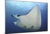 A Reef Manta Ray Swimming in Komodo National Park, Indonesia-Stocktrek Images-Mounted Photographic Print