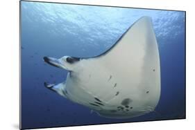 A Reef Manta Ray Swimming in Komodo National Park, Indonesia-Stocktrek Images-Mounted Photographic Print