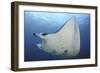 A Reef Manta Ray Swimming in Komodo National Park, Indonesia-Stocktrek Images-Framed Photographic Print