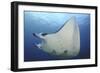 A Reef Manta Ray Swimming in Komodo National Park, Indonesia-Stocktrek Images-Framed Photographic Print