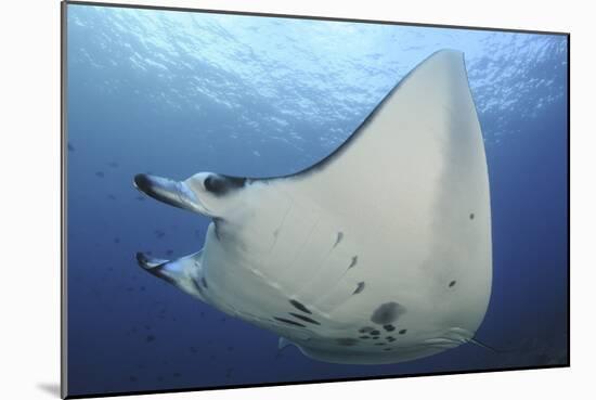 A Reef Manta Ray Swimming in Komodo National Park, Indonesia-Stocktrek Images-Mounted Photographic Print