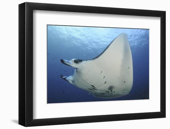 A Reef Manta Ray Swimming in Komodo National Park, Indonesia-Stocktrek Images-Framed Photographic Print