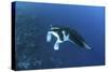 A Reef Manta Ray Swims Past a Coral Reef in the Solomon Islands-Stocktrek Images-Stretched Canvas