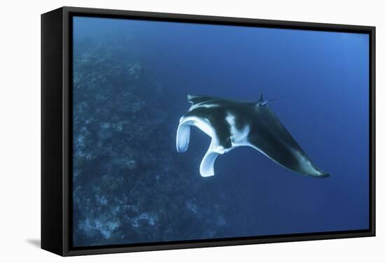 A Reef Manta Ray Swims Past a Coral Reef in the Solomon Islands-Stocktrek Images-Framed Stretched Canvas