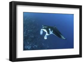 A Reef Manta Ray Swims Past a Coral Reef in the Solomon Islands-Stocktrek Images-Framed Photographic Print