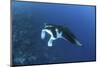 A Reef Manta Ray Swims Past a Coral Reef in the Solomon Islands-Stocktrek Images-Mounted Photographic Print