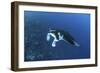 A Reef Manta Ray Swims Past a Coral Reef in the Solomon Islands-Stocktrek Images-Framed Photographic Print