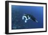 A Reef Manta Ray Swims Past a Coral Reef in the Solomon Islands-Stocktrek Images-Framed Photographic Print