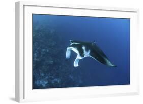 A Reef Manta Ray Swims Past a Coral Reef in the Solomon Islands-Stocktrek Images-Framed Photographic Print