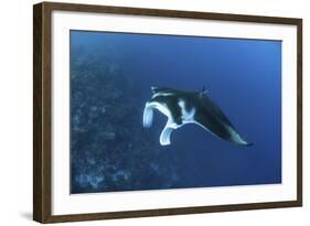 A Reef Manta Ray Swims Past a Coral Reef in the Solomon Islands-Stocktrek Images-Framed Photographic Print