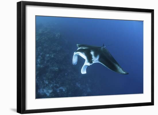 A Reef Manta Ray Swims Past a Coral Reef in the Solomon Islands-Stocktrek Images-Framed Photographic Print