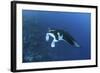 A Reef Manta Ray Swims Past a Coral Reef in the Solomon Islands-Stocktrek Images-Framed Photographic Print