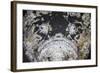 A Reef Stonefish Blends into its Underwater Surroundings-Stocktrek Images-Framed Photographic Print