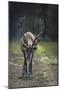 A Reindeer or Caribou Standing in Grass Wary-Sheila Haddad-Mounted Photographic Print