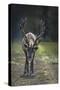 A Reindeer or Caribou Standing in Grass Wary-Sheila Haddad-Stretched Canvas