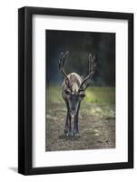 A Reindeer or Caribou Standing in Grass Wary-Sheila Haddad-Framed Photographic Print