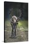 A Reindeer or Caribou Standing in Grass Wary-Sheila Haddad-Stretched Canvas